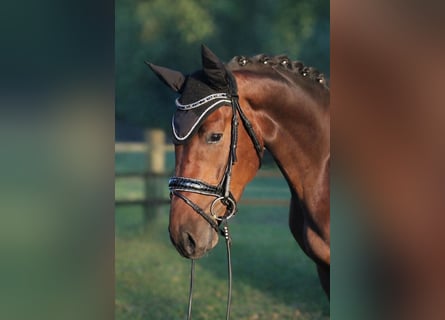 Hannoveraner, Wallach, 4 Jahre, 172 cm, Brauner
