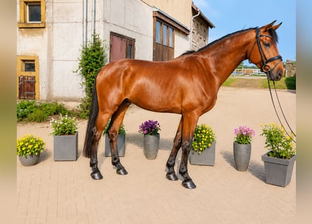 Hannoveraner, Wallach, 4 Jahre, 172 cm, Brauner