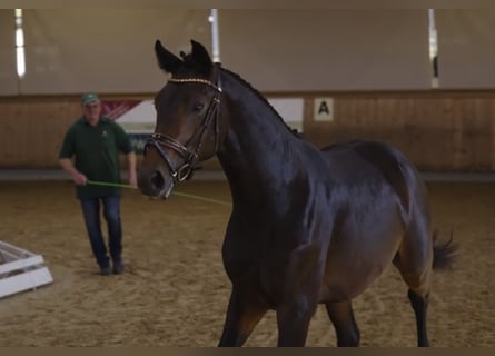 Hannoveraner, Wallach, 4 Jahre, 172 cm, Dunkelbrauner