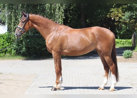 Hannoveraner, Wallach, 4 Jahre, 172 cm, Dunkelfuchs