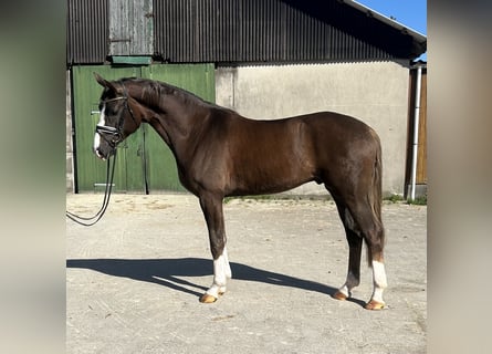 Hannoveraner, Wallach, 4 Jahre, 172 cm, Dunkelfuchs