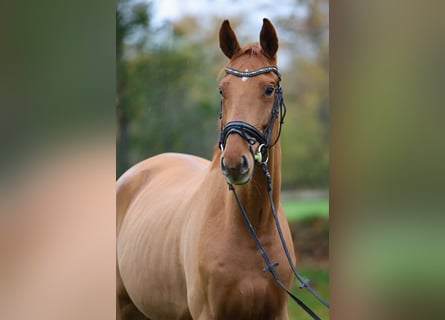 Hannoveraner, Wallach, 4 Jahre, 172 cm, Fuchs