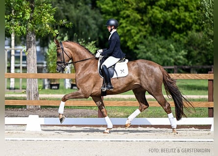 Hannoveraner, Wallach, 4 Jahre, 172 cm, Fuchs