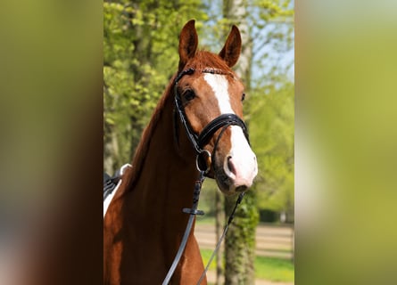 Hannoveraner, Wallach, 4 Jahre, 172 cm, Fuchs
