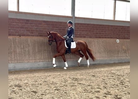 Hannoveraner, Wallach, 4 Jahre, 172 cm, Fuchs