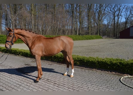 Hannoveraner, Wallach, 4 Jahre, 172 cm, Fuchs