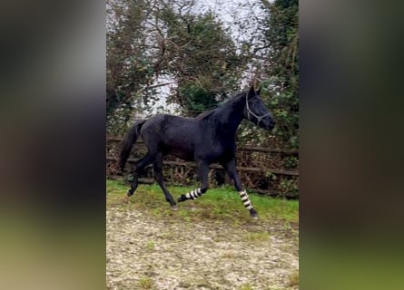 Hannoveraner, Wallach, 4 Jahre, 172 cm, Rappe