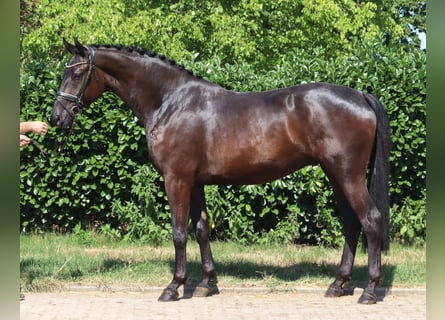 Hannoveraner, Wallach, 4 Jahre, 172 cm, Rappe