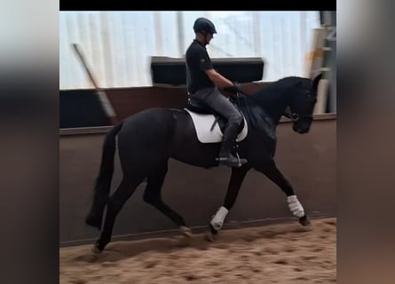 Hannoveraner, Wallach, 4 Jahre, 172 cm, Rappe