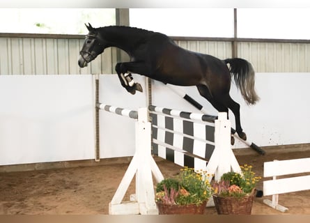 Hannoveraner, Wallach, 4 Jahre, 172 cm, Schimmel