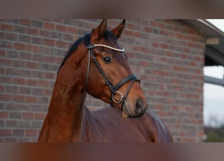 Hannoveraner, Wallach, 4 Jahre, 173 cm, Brauner