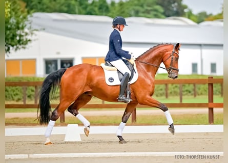 Hannoveraner, Wallach, 4 Jahre, 173 cm, Brauner