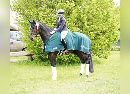 Hannoveraner, Wallach, 4 Jahre, 173 cm, Dunkelbrauner