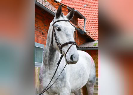 Hannoveraner, Wallach, 4 Jahre, 173 cm, Schimmel