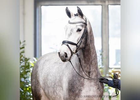 Hannoveraner, Wallach, 4 Jahre, 173 cm, Schimmel