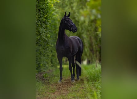 Hannoveraner, Wallach, 4 Jahre, 173 cm, Schwarzbrauner