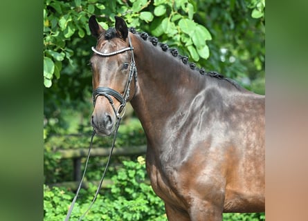 Hannoveraner, Wallach, 4 Jahre, 174 cm, Brauner