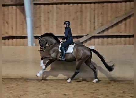 Hannoveraner, Wallach, 4 Jahre, 174 cm, Brauner