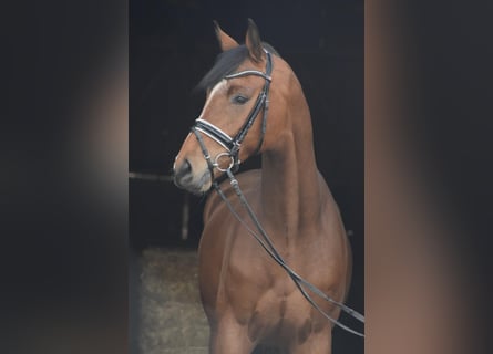 Hannoveraner, Wallach, 4 Jahre, 174 cm, Brauner