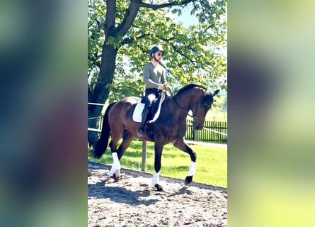 Hannoveraner, Wallach, 4 Jahre, 174 cm, Brauner