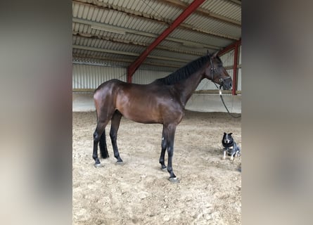 Hannoveraner, Wallach, 4 Jahre, 174 cm, Brauner