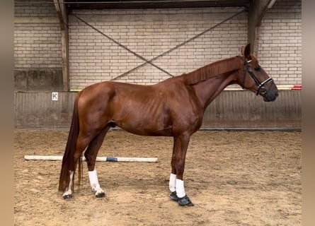 Hannoveraner, Wallach, 4 Jahre, 174 cm, Fuchs