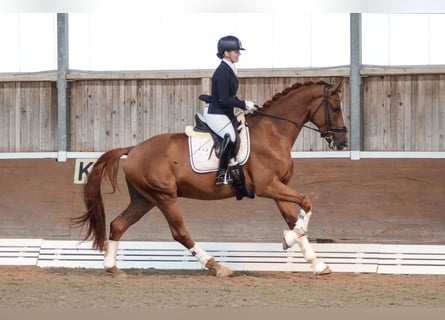 Hannoveraner, Wallach, 4 Jahre, 174 cm, Fuchs