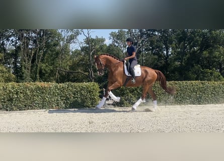 Hannoveraner, Wallach, 4 Jahre, 174 cm, Fuchs