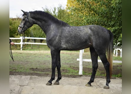 Hannoveraner, Wallach, 4 Jahre, 174 cm, Schimmel