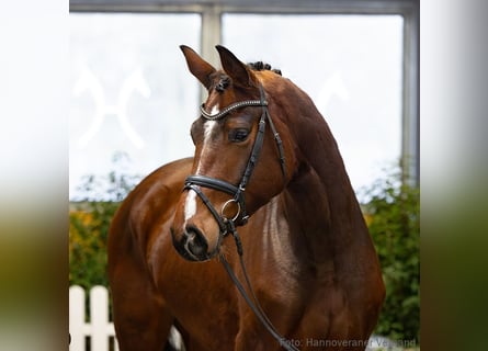 Hannoveraner, Wallach, 4 Jahre, 175 cm, Brauner