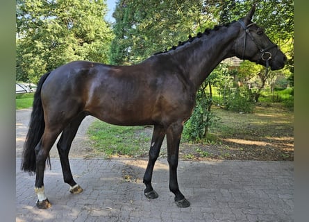 Hannoveraner, Wallach, 4 Jahre, 175 cm, Dunkelbrauner