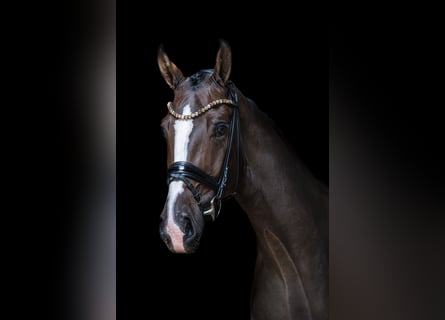 Hannoveraner, Wallach, 4 Jahre, 175 cm, Dunkelbrauner