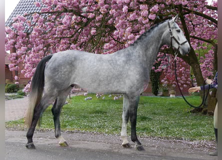 Hannoveraner, Wallach, 4 Jahre, 175 cm