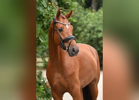 Hannoveraner, Wallach, 4 Jahre, 175 cm, Fuchs