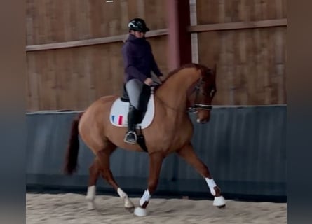 Hannoveraner, Wallach, 4 Jahre, 175 cm, Fuchs