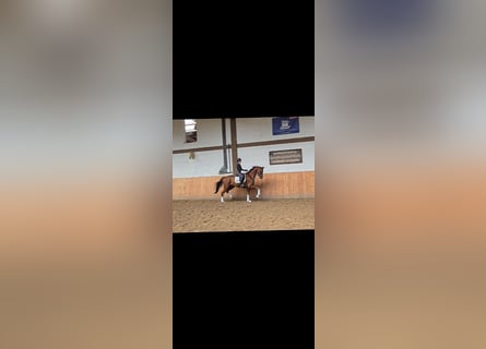 Hannoveraner, Wallach, 4 Jahre, 175 cm, Fuchs