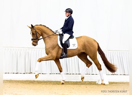 Hannoveraner, Wallach, 4 Jahre, 175 cm, Fuchs