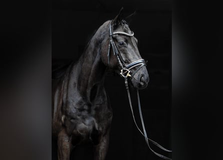 Hannoveraner, Wallach, 4 Jahre, 175 cm, Rappe