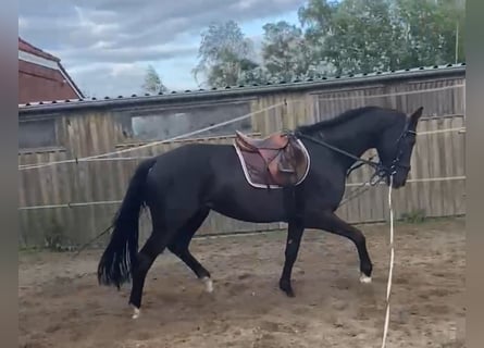 Hannoveraner, Wallach, 4 Jahre, 175 cm, Rappe
