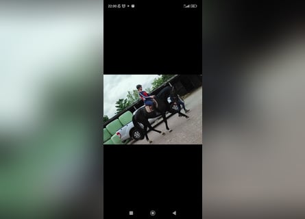 Hannoveraner, Wallach, 4 Jahre, 175 cm, Rappe