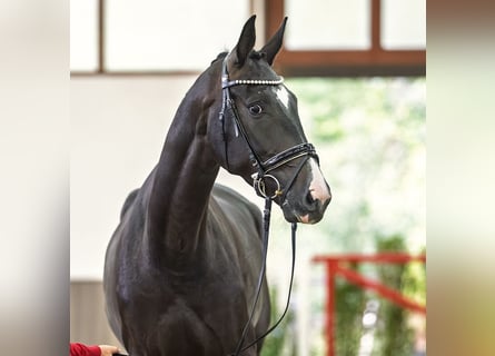 Hannoveraner, Wallach, 4 Jahre, 175 cm, Rappe