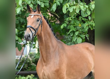 Hannoveraner, Wallach, 4 Jahre, 176 cm, Brauner