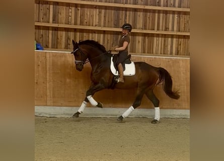 Hannoveraner, Wallach, 4 Jahre, 176 cm, Brauner