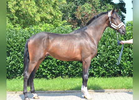 Hannoveraner, Wallach, 4 Jahre, 176 cm, Brauner