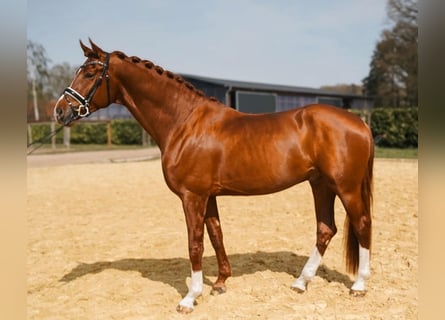 Hannoveraner, Wallach, 4 Jahre, 176 cm, Dunkelfuchs