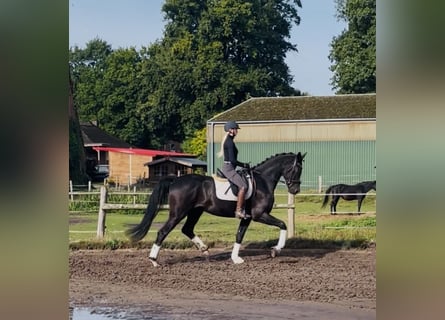 Hannoveraner, Wallach, 4 Jahre, 177 cm, Rappe