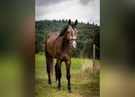 Hannoveraner, Wallach, 4 Jahre, 177 cm, Schimmel