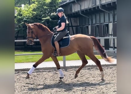 Hannoveraner, Wallach, 4 Jahre, 178 cm, Fuchs