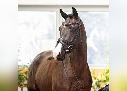 Hannoveraner, Wallach, 4 Jahre, 178 cm, Rappe