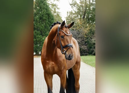 Hannoveraner, Wallach, 4 Jahre, 179 cm, Brauner